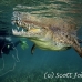 crocodile_american_chiq_jar_h_0799_cub3823.jpg